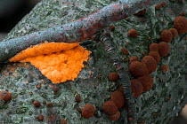 Slime mold (Dictydiaethalium plumbeum) and Beech woodwart (Hypoxylon fragiforme) growing on a branch, Belgium, October.