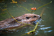 Eurasian beaver (Castor fiber) swimming to its lodge, carrying a branch in its mouth, Bayerischer Wald / Bavarian Forest National Park, Germany, October. Captive.