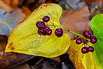 Close-up of the berries of a False lily of the valley (Maianthemum bifolium), Belgium, October.