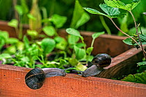 Garden snails (Helix aspersa) by a vegetable garden, Belgium, July.