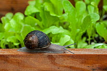 Garden snail (Helix aspersa) by a vegetable garden, Belgium, July.