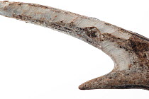 Close-up of the shed antler of a Roe deer (Capreolus capreolus), showing teeth marks where it has been gnawed upon by mice, squirrels and other rodents for Calcium, Magnesium and other minerals, UK