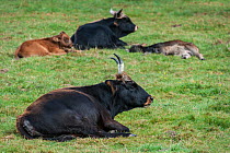 Heck cattle (Bos domesticus) and calves lying in field, Germany, October. Captive.