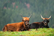 Heck cattle (Bos domesticus) lying in field, Germany, October. Captive.