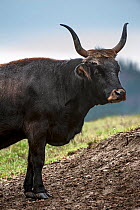 Heck cattle (Bos domesticus), Germany, October. Captive.