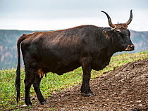 Heck cattle (Bos domesticus), Germany, October. Captive.