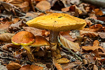 Jersey cow mushroom (Suillus bovinus), Belgium, October.