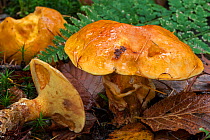 Small group of Larch boletes (Suillus grevillei), Belgium, November.