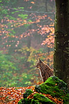Lynx (Lynx lynx) sitting in a forest, Bayerischer Wald / Bavarian Forest National Park, Germany, October. Captive.