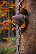 European pine marten (Martes martes) emerging from its nest hole in a tree in autumn, Bayerischer Wald / Bavarian Forest National Park, Germany, October. Captive. Digital composite.