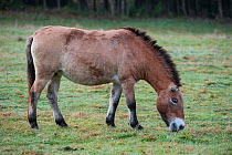 Przewalski's horse (Equus ferus przewalskii) grazing on grassland, native to the steppes of Mongolia, Germany, October. Captive.