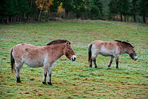 Two Przewalski's horses (Equus ferus przewalskii) on grassland, native to the steppes of Mongolia, Germany, October. Captive.