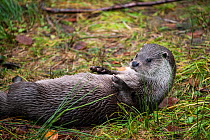 Close up of a European river otter (Lutra lutra) lying on its back, Bayerischer Wald / Bavarian Forest National Park, Germany, October. Captive.