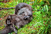 Close up of a European river otter (Lutra lutra) lying on its back grooming its fur, Bayerischer Wald / Bavarian Forest National Park, Germany, October. Captive.