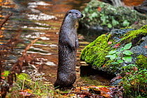 European river otter (Lutra lutra) standing on its back legs in a river, looking around, Bayerischer Wald / Bavarian Forest National Park, Germany, October. Captive.