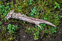 Roe deer (Capreolus capreolus) antler, showing teeth marks where it has been gnawed upon by mice, squirrels and other rodents for Calcium, Magnesium and other minerals, UK