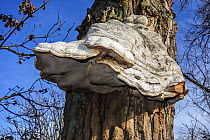 Tinder bracket fungus (Fomes fomentarius) growing on a Pedunculate oak (Quercus robur), Belgium, December.