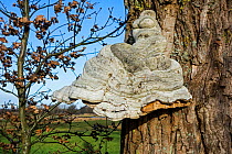 Tinder bracket fungus (Fomes fomentarius) growing on a Pedunculate oak (Quercus robur), Belgium, December.