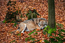 Grey wolf (Canis lupus) sleeping in woodland, Bayerischer Wald / Bavarian Forest National Park, Germany, October. Captive.