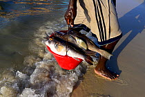 A fisherman carrying the day's catch, Eticoga, Orango Island, Guinea-Bissau, December 2013.