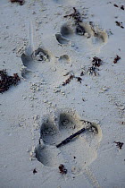 Hippo footprints (Hipopotamus amphibius) in the sand of a beach, Orango Island, Guinea-Bissau.