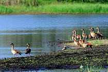 Egyptian geese (Alopochen aegyptiaca) Big Hippo Lagoon, Orango Island, Guinea-Bissau.