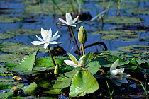 Water lilies (Nymphaeaceae), Big Hippo Lagoon, Orango Island, Guinea-Bissau.