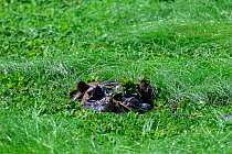 Hippopotamus (Hippopotamus amphibius) in water lettuce, Orango Island, Guinea-Bissau.