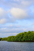 Mangrove swamp on coast of Orango Island, Guinea-Bissau, December 2013.