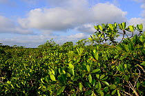 Mangrove swamp on coast of Orango Island, Guinea-Bissau, December 2013.
