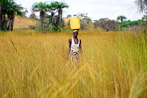 Woman walking to village with container carried on head. Orango Island, Guinea-Bissau, December 2013.