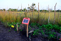 Electric fence to protect crops of rice frome hippos. Eticoga village, Orango Island, Guinea Bissau.
