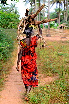 Woman carrying fire wood to the village Abu, Canogo Island, Guinea-Bissau, December 2013.