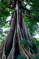 Ceiba tree (Ceiba pentandra) Canogo Island, Guinea-Bissau, December 2013.