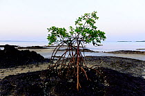 Mangroves on beach near Orango Park Hotel, Orango Island, Guinea-Bissau, December 2013.
