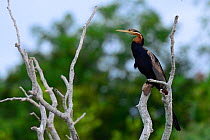 Anhinga (Anhinga rufa) in mangrove tree, Orango Island, Guinea-Bissau, December 2013.