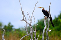 Anhinga (Anhinga rufa) in mangrove tree, Orango Island, Guinea-Bissau, December 2013.