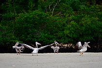 Pink-backed pelican (Pelecanus rufescens) Orango Island, Guinea-Bissau, December 2013.