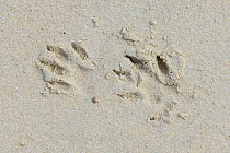Green monkey (Chlorocebus sabaeus) footprints in sand, Orango Island, Guinea-Bissau, December 2013.