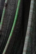 Abstract of Ceiba (Ceiba pentandra) buttress roots, Orango Island, Guinea-Bissau, December 2013.