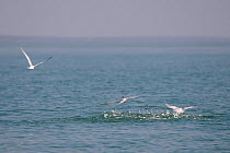Common terns (Sterna hirundo) hunting fish at sea surface, Joao Vieira-Poilao National Marine Park, Guinea-Bissau.