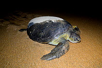 Green turtle (Chelonia mydas) female on beach making her way back to the sea after laying eggs. Poilao Island, Guinea-Bissau.