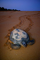 Green turtle (Chelonia mydas) female on beach making her way back to the sea after laying eggs. Poilao Island, Guinea-Bissau.