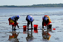 Women searching for shellfish at low tide, Orango Islands National Park, Orango Island, Guinea-Bissau, December 2013.
