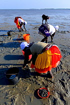 Women searching for shellfish at low tide, Orango Islands National Park, Orango Island, Guinea-Bissau, December 2013.