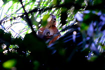 Upper Guinea red colobus monkey (Procolobus badius badius) calling with baby, Cantanhez National Park, Guinea-Bissau.