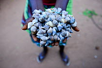 Rattles made ??from shells for traditional Nalu dance, Cabedu village, Guinea-Bissau, December 2013.