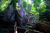 Great kapok (Ceiba pentandra) tree, trunk and roots, Cantanhez National Park, Guinea-Bissau.