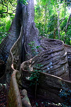 Great kapok (Ceiba pentandra) tree, buttress trunk and roots, Cantanhez National Park, Guinea-Bissau.