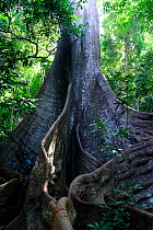 Great kapok (Ceiba pentandra) tree, trunk and buttress roots, Cantanhez National Park, Guinea-Bissau.